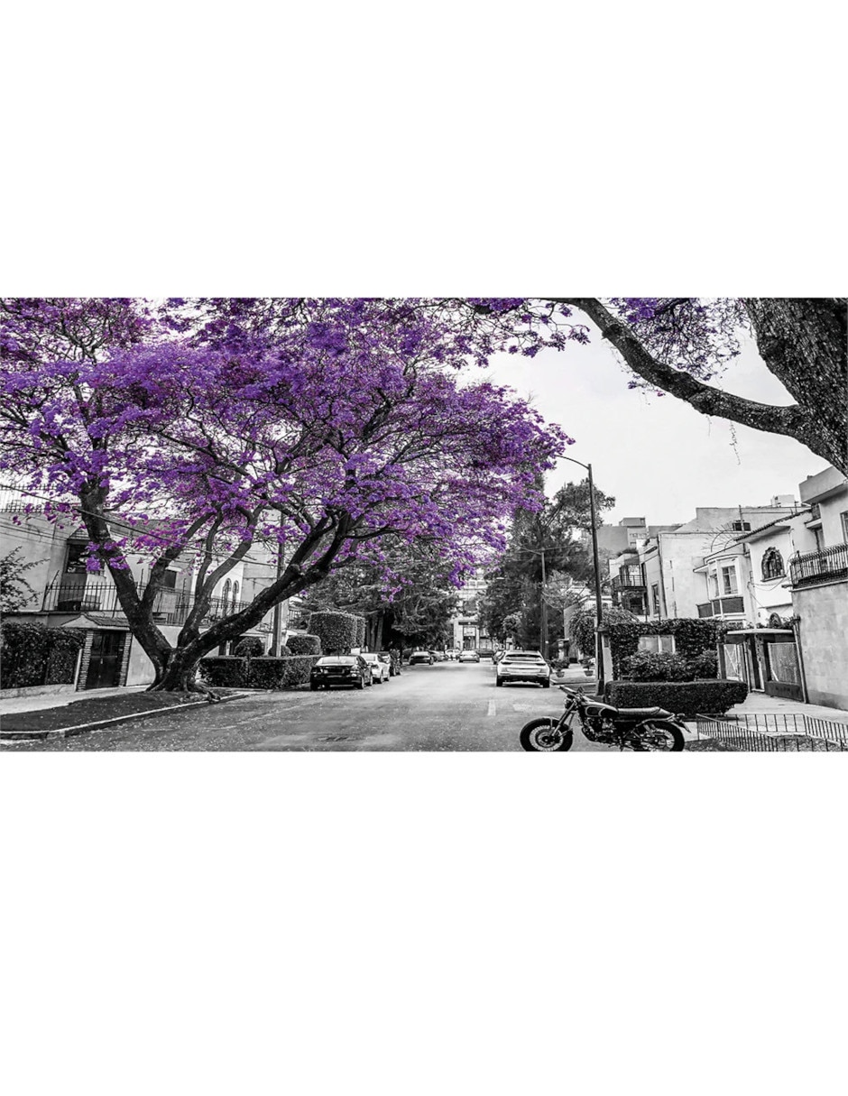 Rompecabezas Jacarandas, Ciudad De México 1000 piezas 3