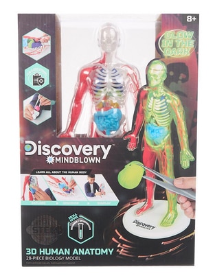 3D Human Anatomy