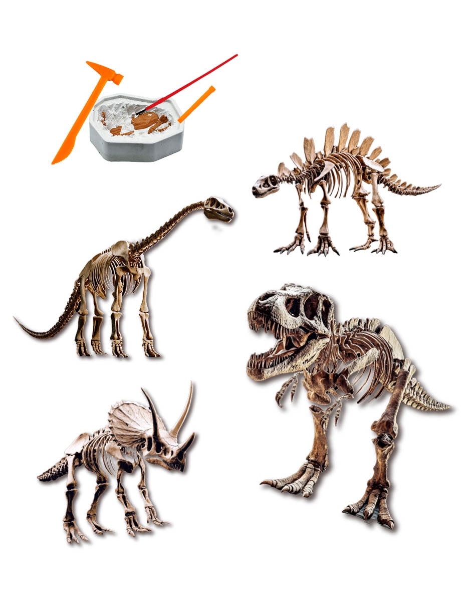 Fósiles de Dinosaurio