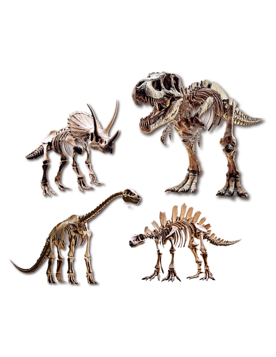 Fósiles de Dinosaurio 5
