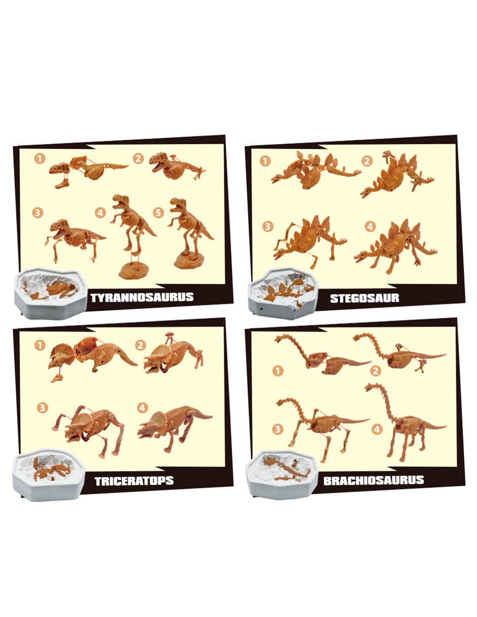 Fósiles de Dinosaurio 4