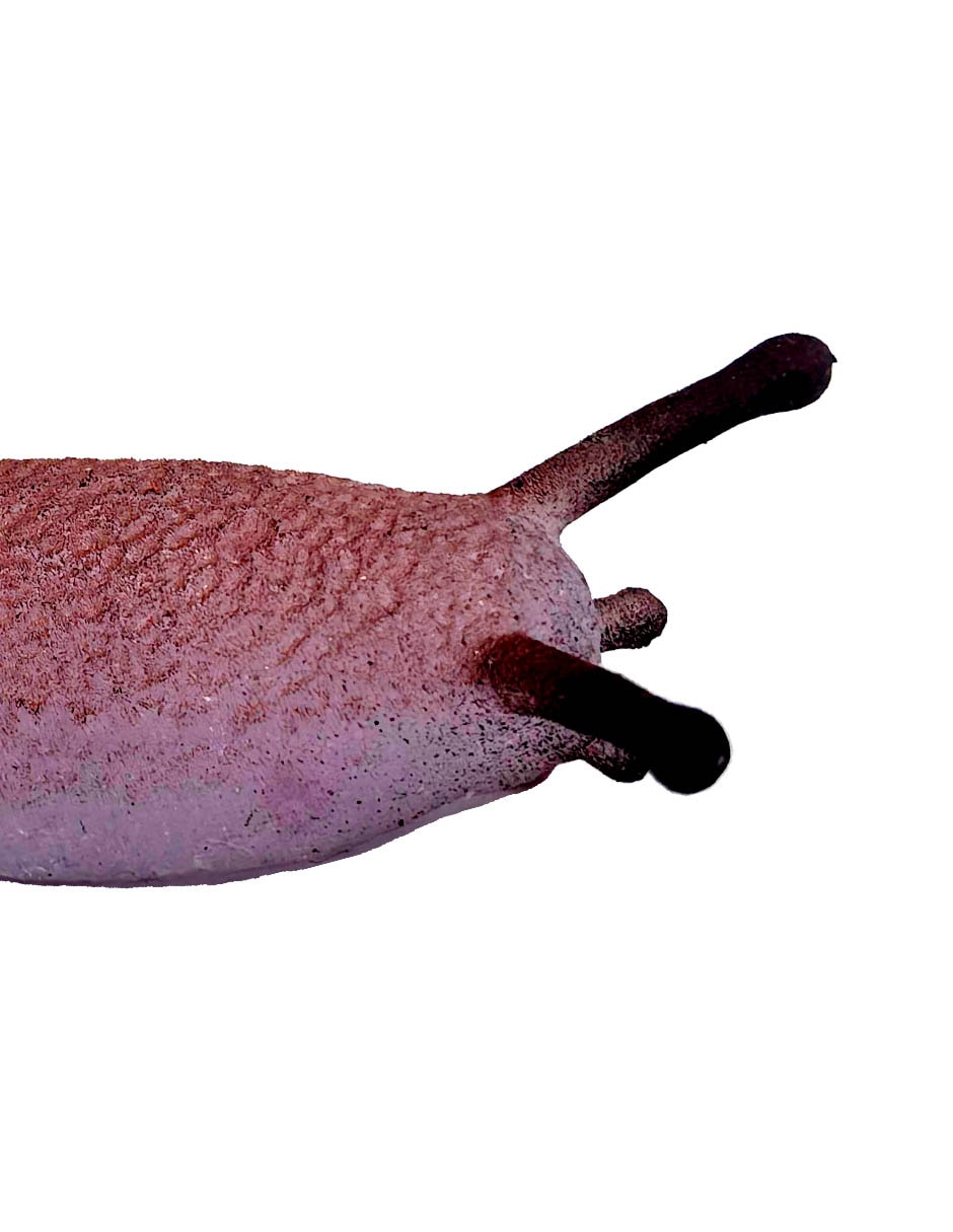 Figura de babosa 2