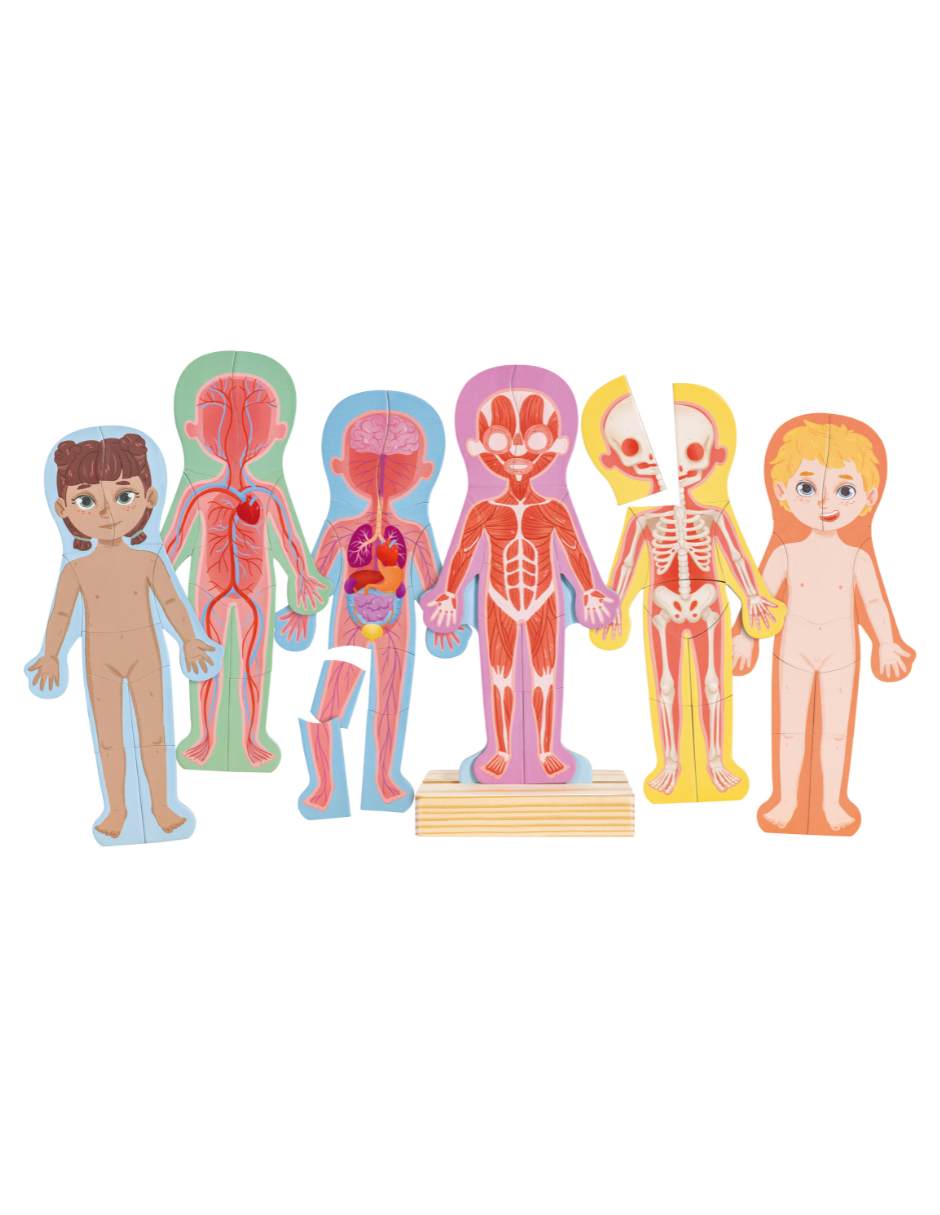 Rompecabezas 3D cuerpo humano magnético 66 piezas