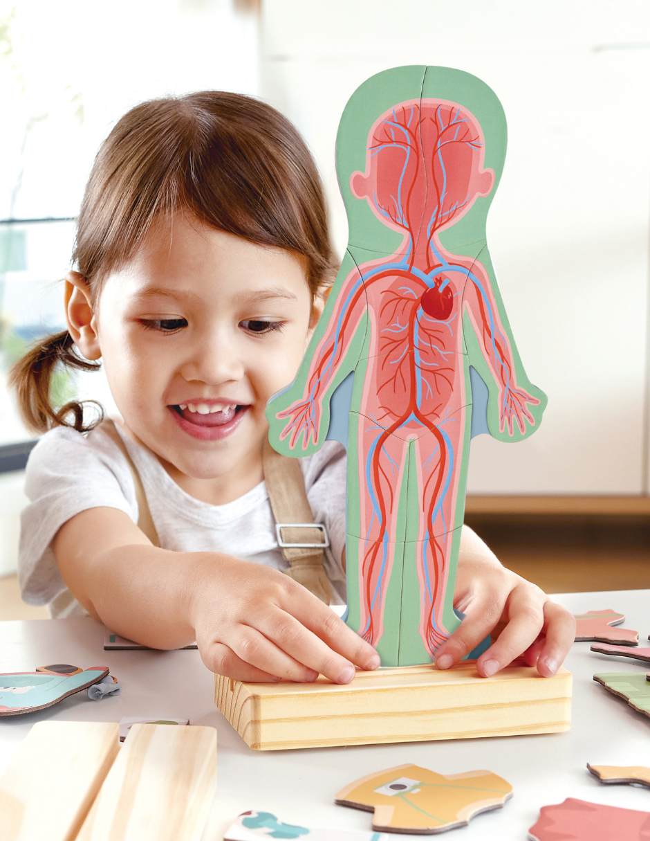 Rompecabezas 3D cuerpo humano magnético 66 piezas 3
